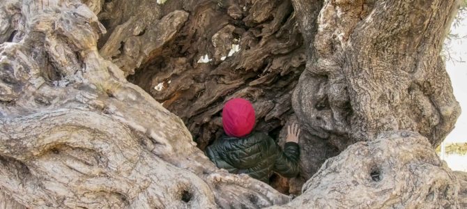 旅記事298 ハニア散歩＆世界最古のオリーブの木を目指して