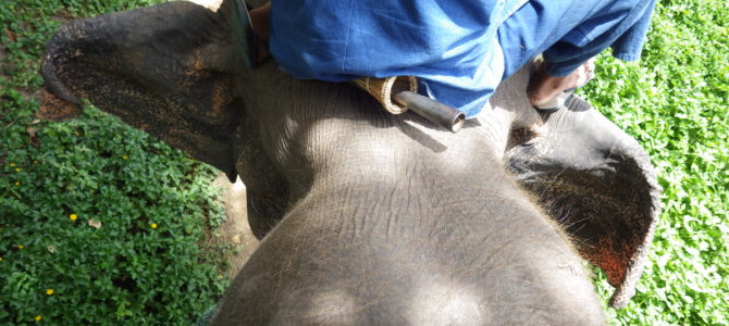 旅記事127 象保護センターで象の魅力を知った