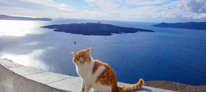 旅記事301 美しいサントリーニ島と猫たち
